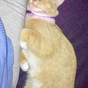 160504_nele-home_001kk Kätzin Nele im neuen Zuhause / © 2016 Privat