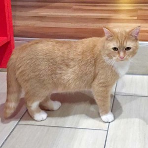 Kätzin Nele im neuen Zuhause / © 2016 Privat Kätzin Nele im neuen Zuhause / © 2016 Privat