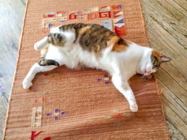 Kätzin Lisa im neuen Zuhause / © 06.05.'16 Privat