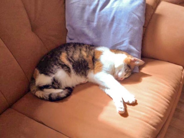 Kätzin Lisa im neuen Zuhause / © 06.05.'16 Privat