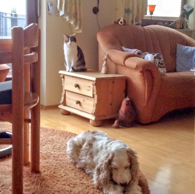 Kätzin Lisa mit großem Fellkumpel im neuen Zuhause / © 06.05.'16 Privat