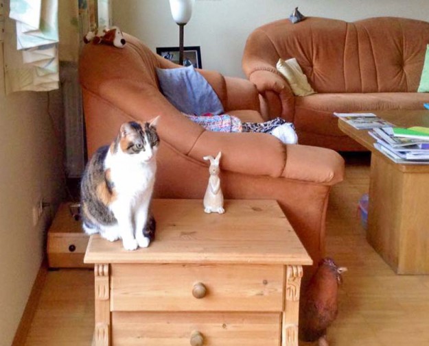 Kätzin Lisa im neuen Zuhause / © 06.05.'16 Privat