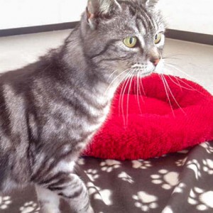 Kätzin Checky / © 2016 Arche KaNaum (DN) Kätzin Checky / © 2016 Arche KaNaum (DN)