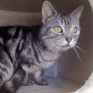 Kätzin Checky / © 2016 Arche KaNaum (DN) Kätzin Checky / © 2016 Arche KaNaum (DN)