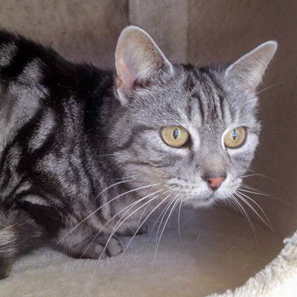 Kätzin Checky / © 2016 Arche KaNaum (DN) Kätzin Checky / © 2016 Arche KaNaum (DN)