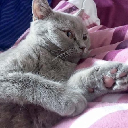 Kater Mogli im neuen Zuhause / © 10.05.'16 Privat