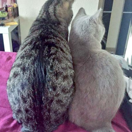 Kater Roland (l.) und Mogli im neuen Zuhause / © 10.05.'16 Privat