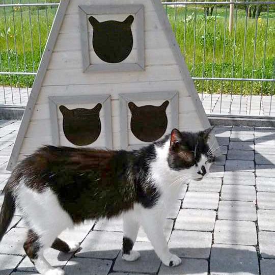 Kater Dalton / © 2016 Arche KaNaum (DN)