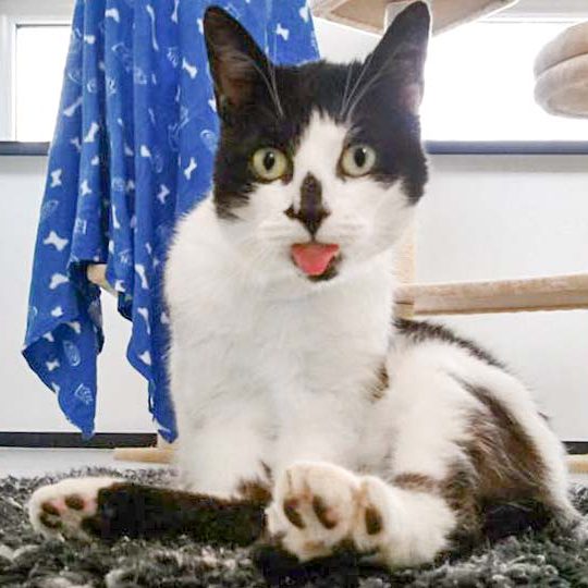 Kater Dalton / © 2016 Arche KaNaum (DN)