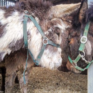 Eselwallach Pablo (v.), Mulistute Sika (r.) und Eselstute Paola (h.) / © 2016 Arche KaNaum (DN) Eselwallach Pablo (v.), Mulistute Sika (r.) und Eselstute Paola (h.) / © 2016 Arche KaNaum (DN)