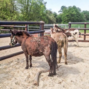 Mulistute Sika (v.), Eselstute Paola (m.) und Eselwallach Pablo (h) / © 2016 Arche KaNaum (DN) Mulistute Sika (v.), Eselstute Paola (m.) und Eselwallach Pablo (h) / © 2016 Arche KaNaum (DN)