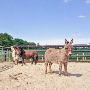 Eselstute Paola (v.) mit Mulistute Sika (h.r.) und Eselwallach Pablo (h.l.) / © 2016 Arche KaNaum (DN) Eselstute Paola (v.) mit Mulistute Sika (h.r.) und Eselwallach Pablo (h.l.) / © 2016 Arche KaNaum (DN)