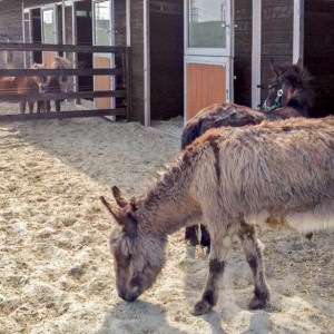 Eselstute Paola (v.) mit Mulistute Sika und neugierigen Ponys / © 2016 Arche KaNaum (DN) Eselstute Paola (v.) mit Mulistute Sika und neugierigen Ponys / © 2016 Arche KaNaum (DN)