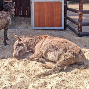 Eselstute Paola (v.) mit Mulistute Sika / © 2016 Arche KaNaum (DN) Eselstute Paola (v.) mit Mulistute Sika / © 2016 Arche KaNaum (DN)