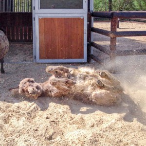 Eselstute Paola (v.) mit Mulistute Sika / © 2016 Arche KaNaum (DN) Eselstute Paola (v.) mit Mulistute Sika / © 2016 Arche KaNaum (DN)