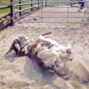 Eselwallach Pablo / © 2016 Arche KaNaum (DN) Eselwallach Pablo / © 2016 Arche KaNaum (DN)