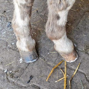 Hufe von Eselwallach Pablo nach der ersten Behandlung / © 2016 Arche KaNaum (DN) Hufe von Eselwallach Pablo nach der ersten Behandlung / © 2016 Arche KaNaum (DN)