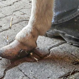 Huf von Eselwallach Pablo vor der Erstbehandlung / © 2016 Arche KaNaum (DN) Huf von Eselwallach Pablo vor der Erstbehandlung / © 2016 Arche KaNaum (DN)