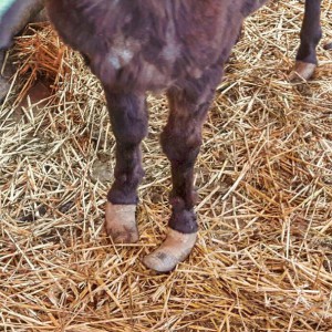 Die Vorderhufe von Mulistute Sika vor der Erstbehandlung / © 2016 Arche KaNaum (DN) Die Vorderhufe von Mulistute Sika vor der Erstbehandlung / © 2016 Arche KaNaum (DN)