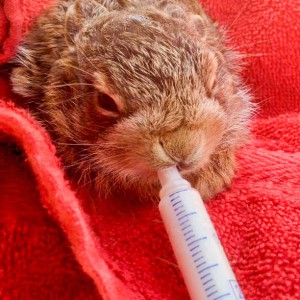 Feldhasenbaby Lupo / © 2016 Arche KaNaum (DN)