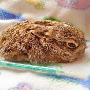 Feldhasenbaby Lupo / © 2016 Arche KaNaum (DN)