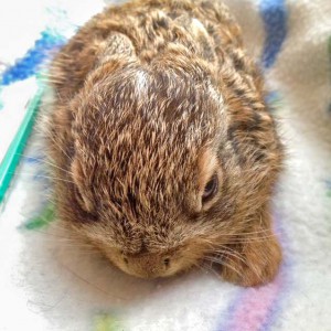 Feldhasenbaby Lupo / © 2016 Arche KaNaum (DN)