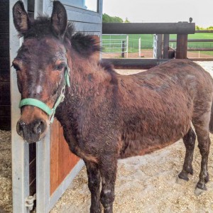 Mulistute Sika / © 2016 Arche KaNaum (DN) Mulistute Sika / © 2016 Arche KaNaum (DN)