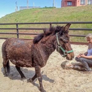 Mulistute Sika / © 2016 Arche KaNaum (DN) Mulistute Sika / © 2016 Arche KaNaum (DN)