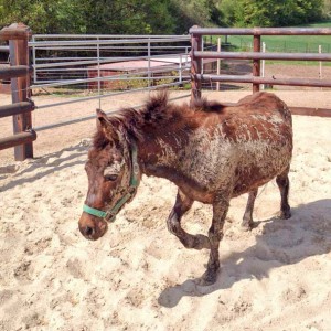 Mulistute Sika / © 2016 Arche KaNaum (DN) Mulistute Sika / © 2016 Arche KaNaum (DN)