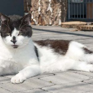 Kater Dalton / © 2016 Arche KaNaum (NH) Kater Dalton / © 2016 Arche KaNaum (NH)