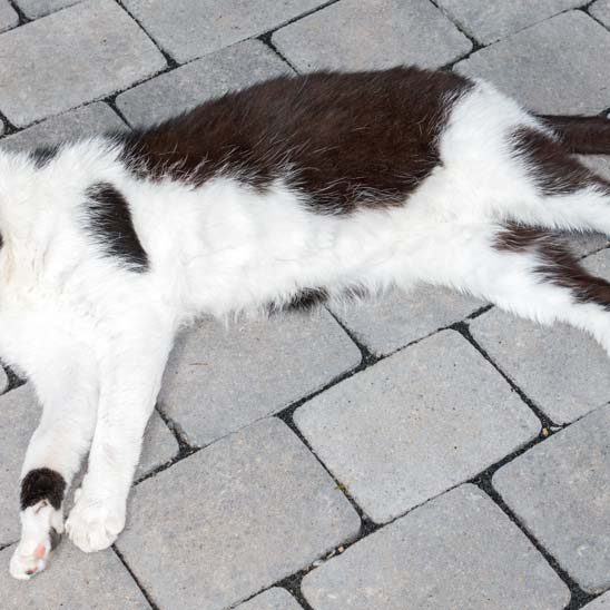 Kater Dalton / © 2016 Arche KaNaum (NH)