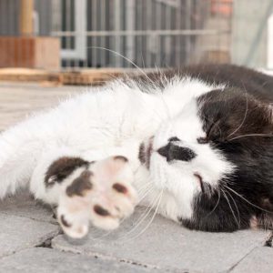 Kater Dalton / © 2016 Arche KaNaum (NH) Kater Dalton / © 2016 Arche KaNaum (NH)