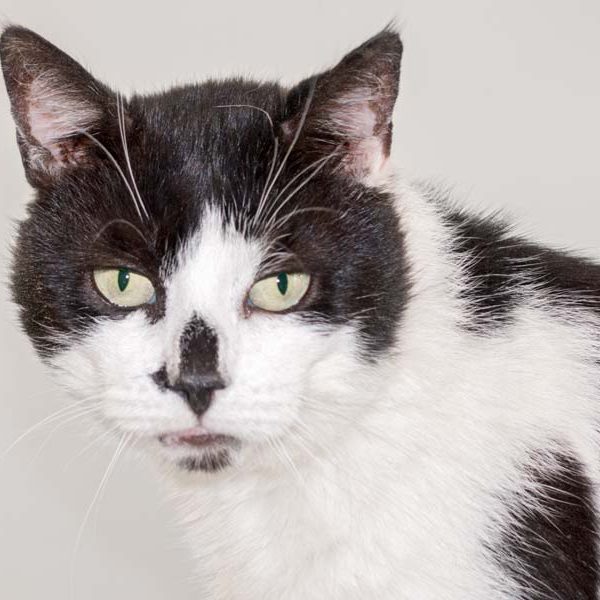 Kater Dalton / © 2016 Arche KaNaum (NH)