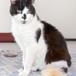 Kater Dalton / © 2016 Arche KaNaum (NH) Kater Dalton / © 2016 Arche KaNaum (NH)