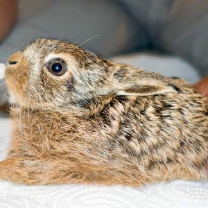 Feldhasenbaby Lupo / © 2016 Arche KaNaum (NH)