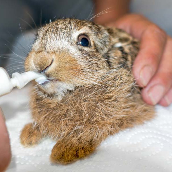 Feldhasenbaby Lupo / © 2016 Arche KaNaum (NH)