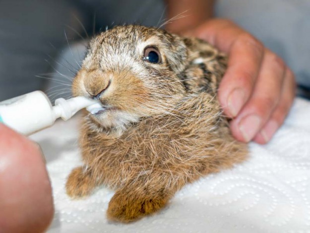 Feldhasenbaby Lupo  / © 2016 Arche KaNaum (NH) Feldhasenbaby Lupo / © 2016 Arche KaNaum (NH)