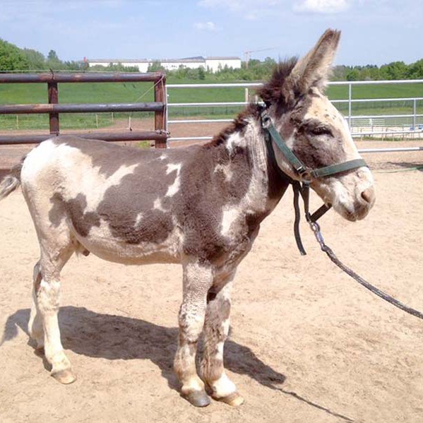 Eselwallach Pablo nach seiner Schur / © 2016 Arche KaNaum (DN) Eselwallach Pablo nach seiner Schur / © 2016 Arche KaNaum (DN)