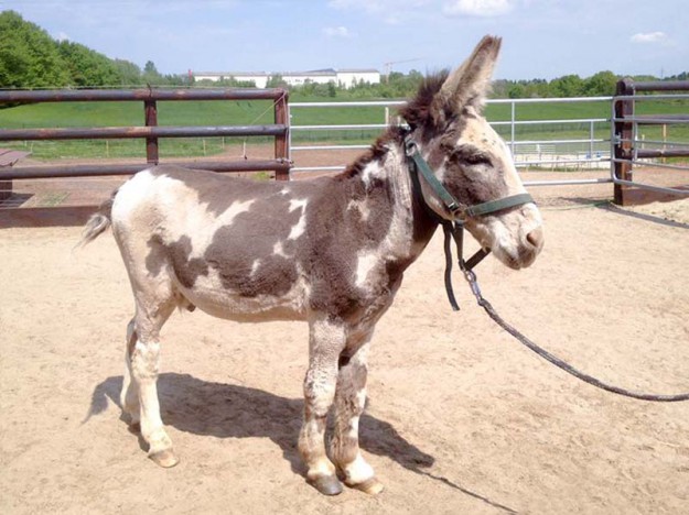 Eselwallach Pablo nach seiner Schur / © 2016 Arche KaNaum (DN)