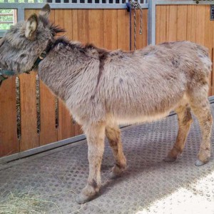 Eselstute Paola vor ihrer Schur / © 2016 Arche KaNaum (DN) Eselstute Paola vor ihrer Schur / © 2016 Arche KaNaum (DN)