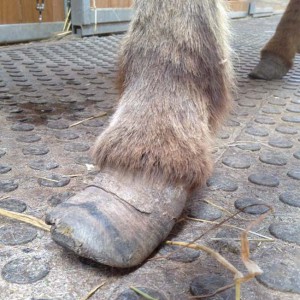 Paolas linker Vorder-Huf / © 2016 Arche KaNaum (DN) Paolas linker Vorder-Huf / © 2016 Arche KaNaum (DN)