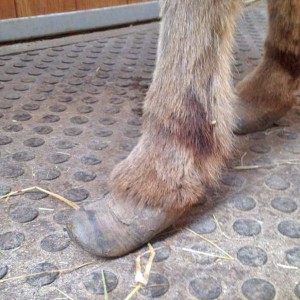 Paolas linker Vorder-Huf / © 2016 Arche KaNaum (DN) Paolas linker Vorder-Huf / © 2016 Arche KaNaum (DN)