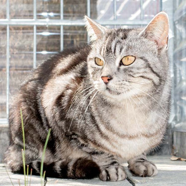 Kätzin Checky / © 2016 Arche KaNaum (NH) Kätzin Checky / © 2016 Arche KaNaum (NH)