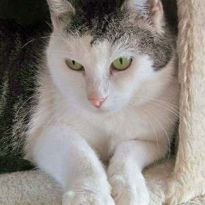 Kätzin Gerti / © 2016 Arche KaNaum (OS) Kätzin Gerti / © 2016 Arche KaNaum (OS)