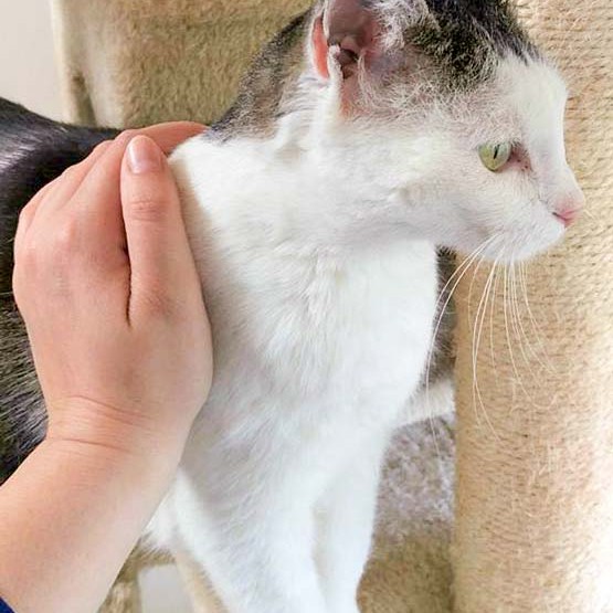 Kätzin Gerti / © 2016 Arche KaNaum (OS)