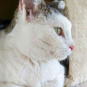 Kätzin Gerti / © 2016 Arche KaNaum (OS) Kätzin Gerti / © 2016 Arche KaNaum (OS)