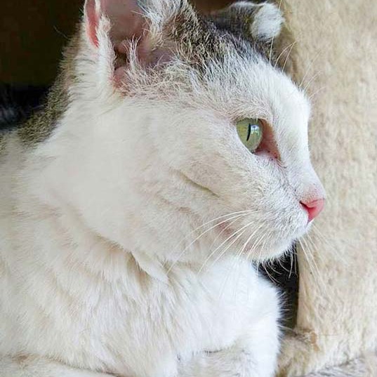 Kätzin Gerti / © 2016 Arche KaNaum (OS)