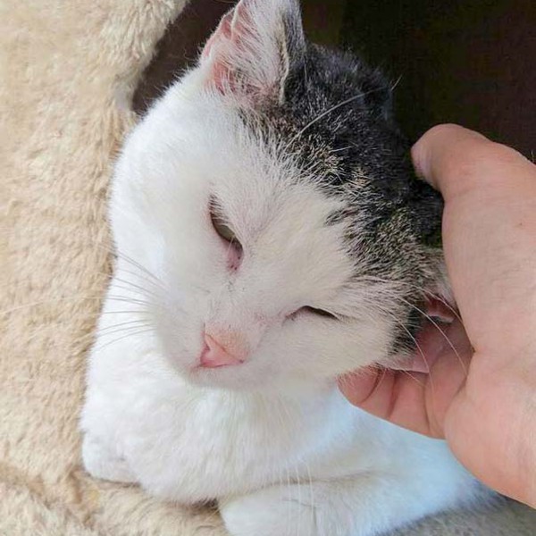 Kätzin Gerti / © 2016 Arche KaNaum (OS)