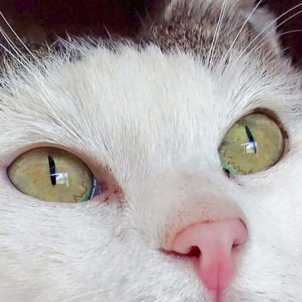 Kätzin Gerti / © 2016 Arche KaNaum (OS)