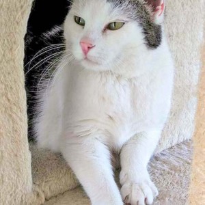 Kätzin Gerti / © 2016 Arche KaNaum (OS) Kätzin Gerti / © 2016 Arche KaNaum (OS)